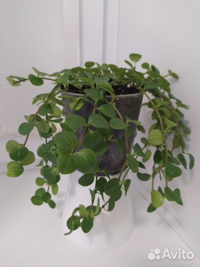 Пеперомия круглолистная (rotundifolia)