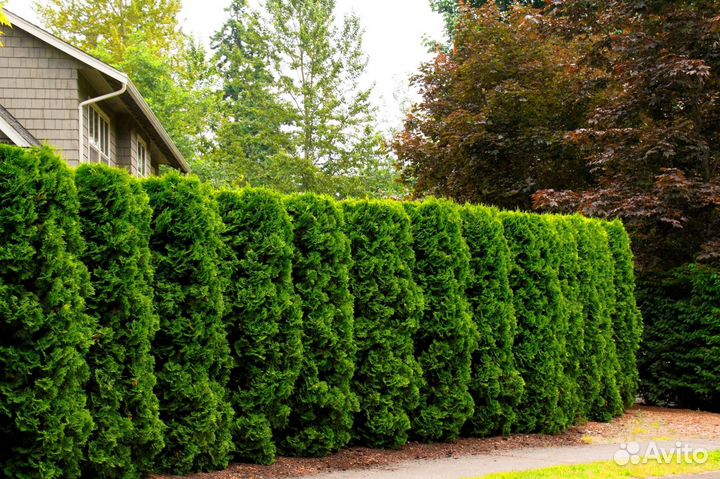 Туи премиум