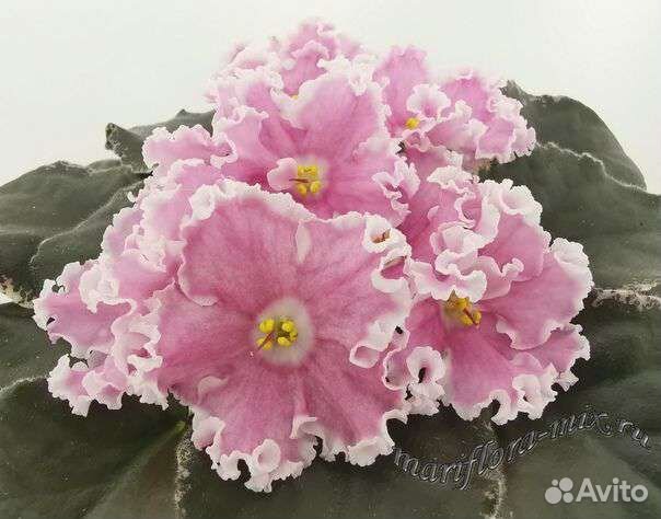 Детки и стартеры сортовых фиалок