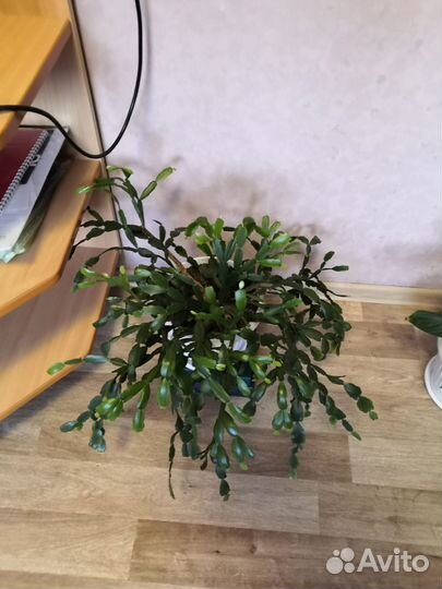 Комнатные цветы