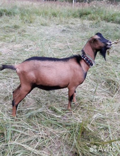 Альпийский козёл для случки