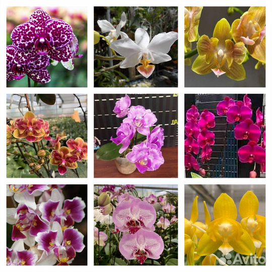 Сортовые орхидеи