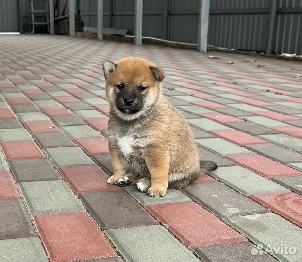 Мальчик сиба