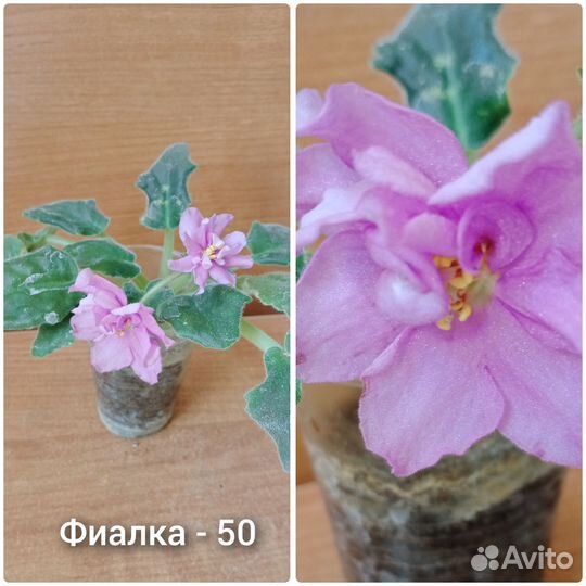 Комнатные растения цветы