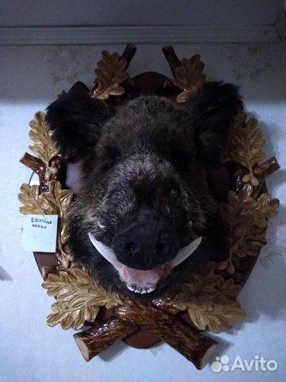 Продам чучело кабана