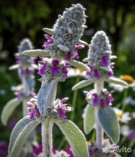 Чистец шерстистый