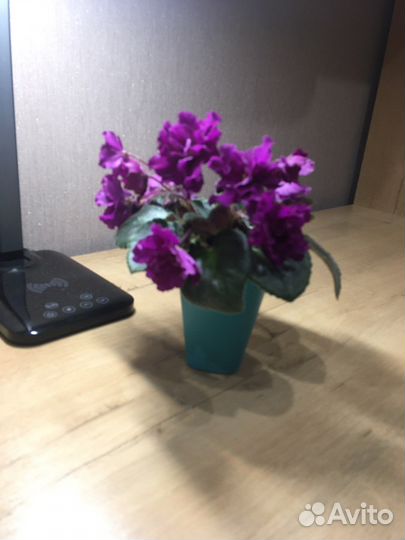 Фиалка взрослая