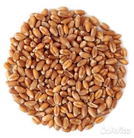 Зерно. Хорошее зерно