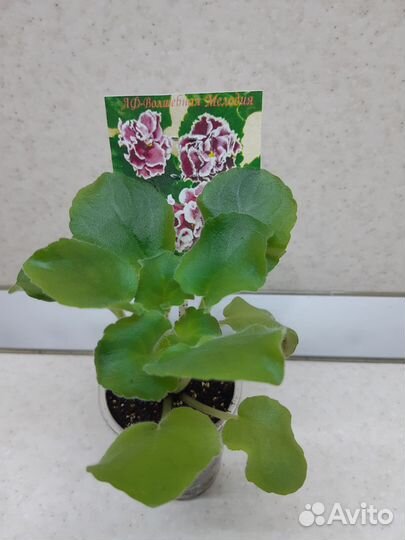 Детки сортовых фиалок