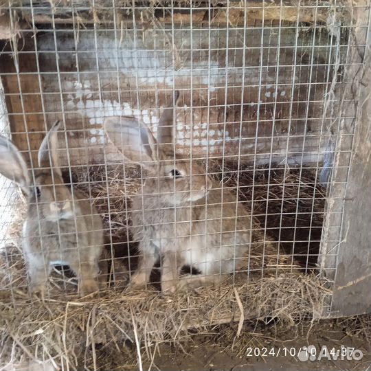 Кролики мясных пород