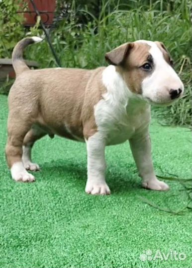 Щенки стандартного бультерьера