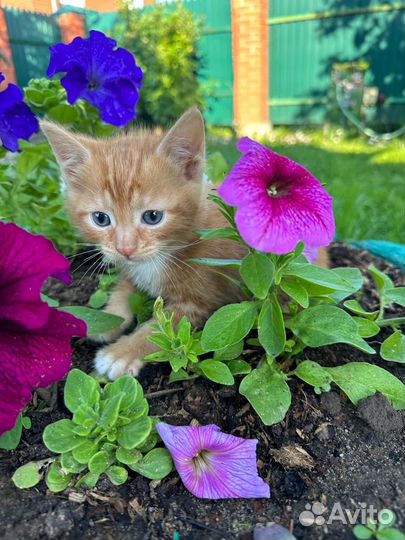 Котята рыжие бесплатно