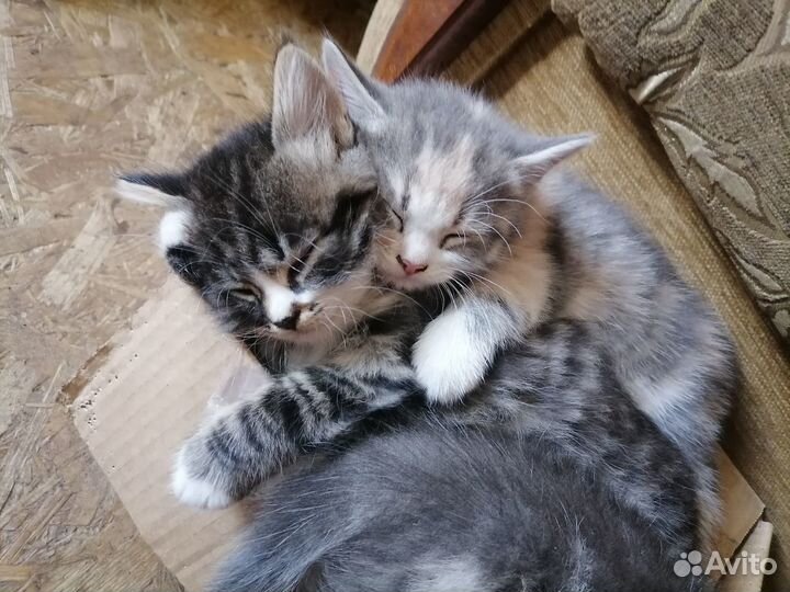 Кошечка в добрые руки бесплатно