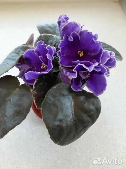 Сортовые фиалки цветущие