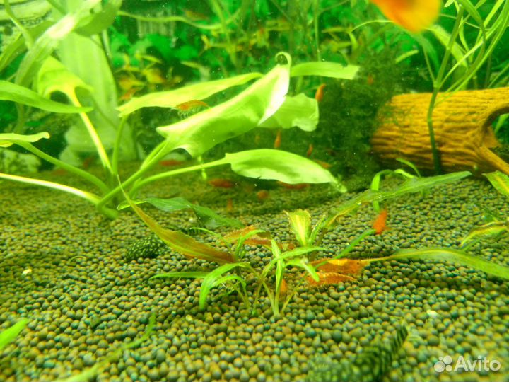 Растения, рыбки, креветки