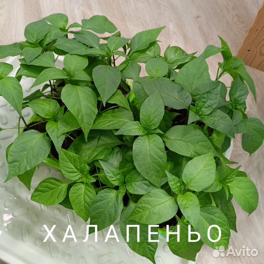 Рассада острого перца