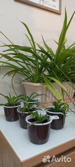 Хлорофитум