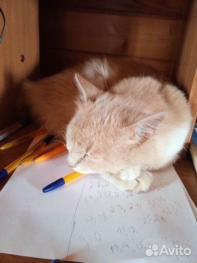 Потерялся кот. Курильский бобтейл