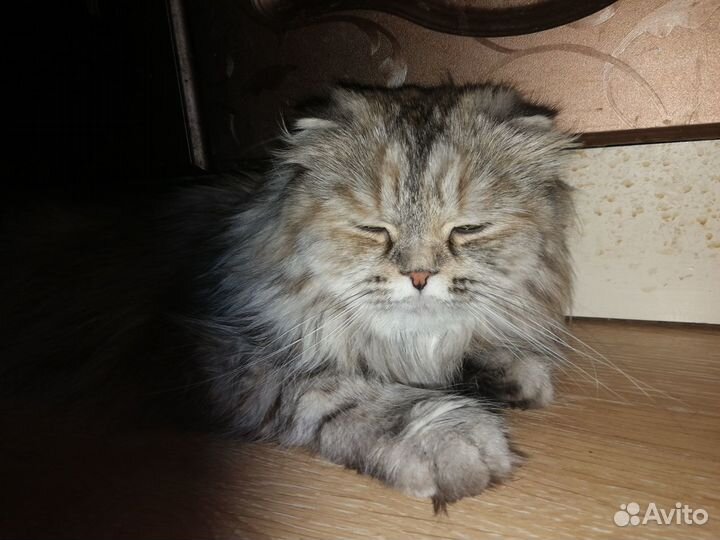 Вислоухая шотланка длиношерстная мягкая