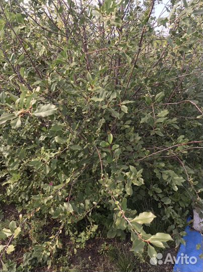 Саженцы вишни