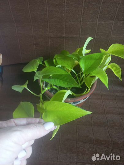 Домашние декоративнолистные растения