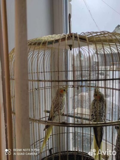 Корела нимфа