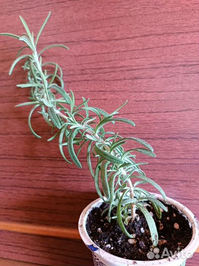 Розмарин в горшке от 100