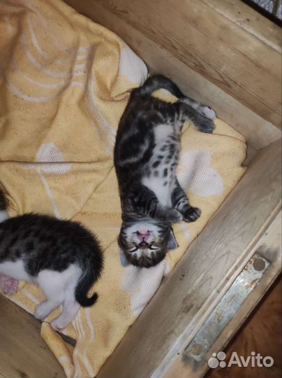 Котята ищут дом