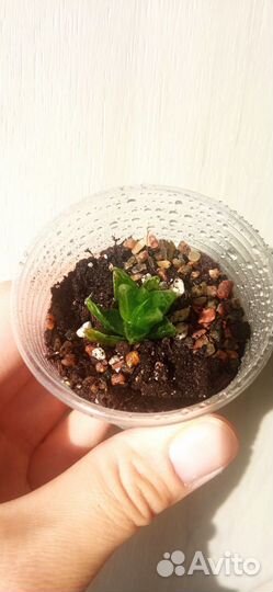 Хавортия и эчеверия