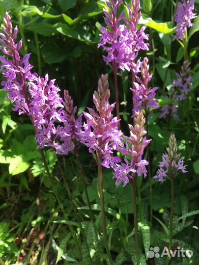 Пальчатокоренник пятнистый