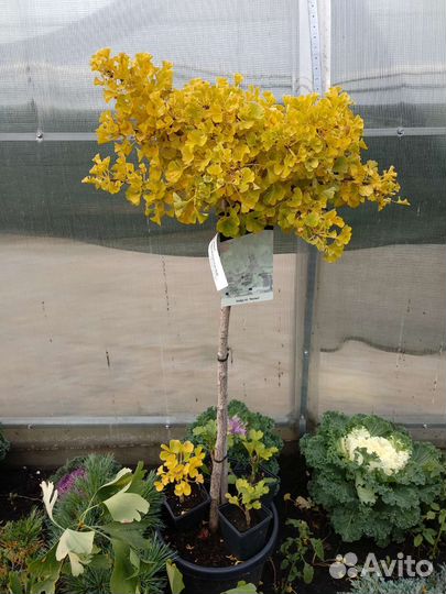 Гинко билоба