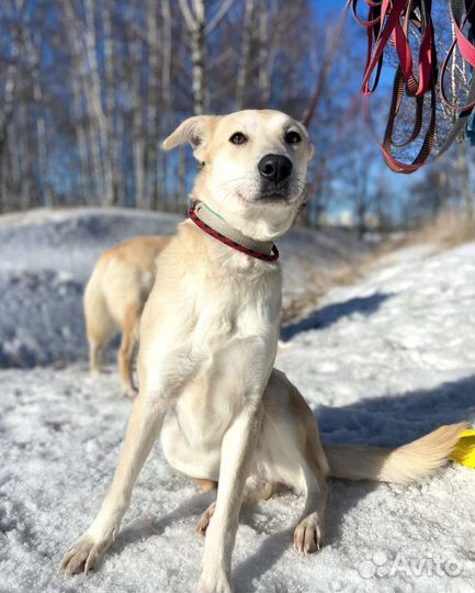 Маленькая собачка боится остаться одна