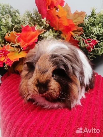 Шелти, длинношерстная морская свинка