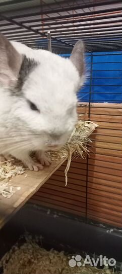 Передержка кошек и других животных