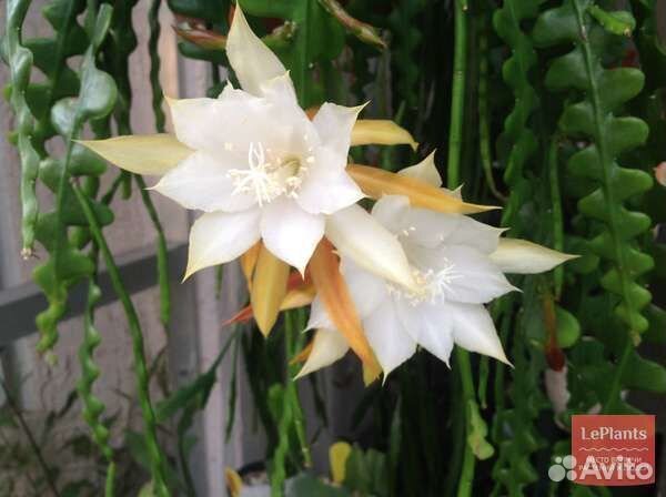 Эпифиллум, бегония 