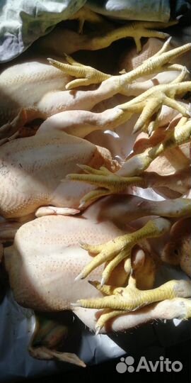Куры бройлеры тушки мясо