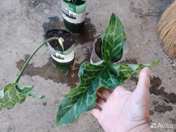 Аронник итальянский Драконова Лилия