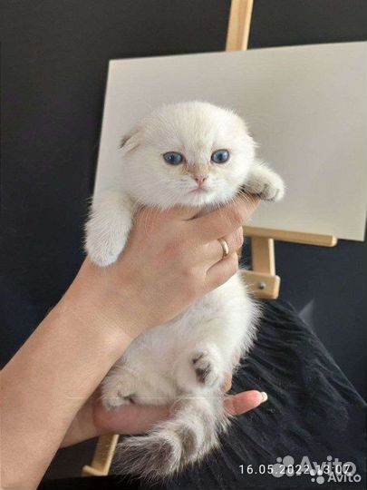 Шотландская вислоухая кошка золото