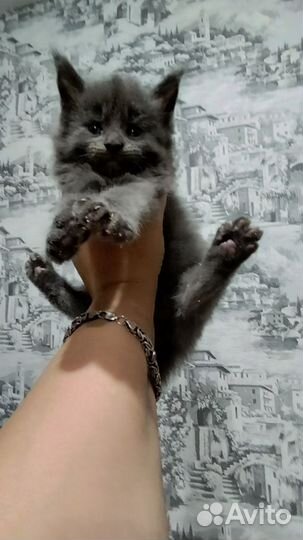 Котята Мейн-кун