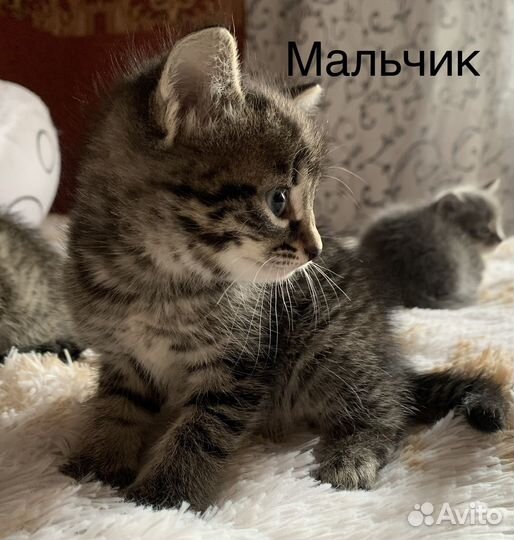 Кошка домашняя