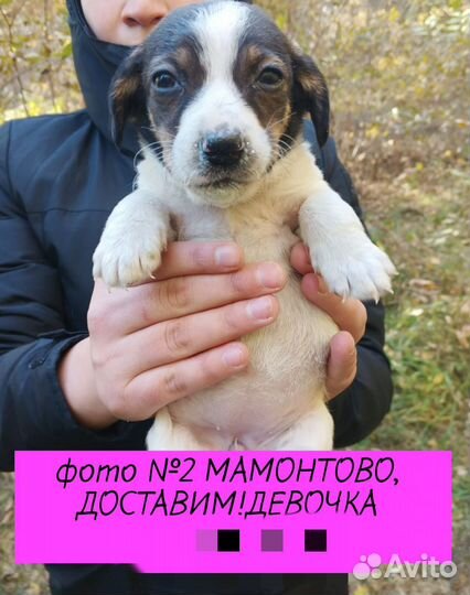 Щенки в добрые руки