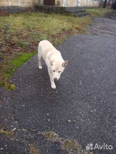 Юкки ищет дом