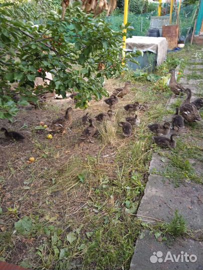 Подсадные утки