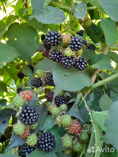 Ежевика Агавам 2 шт