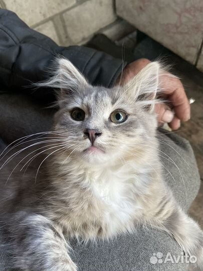 Котята от сибирской кошки