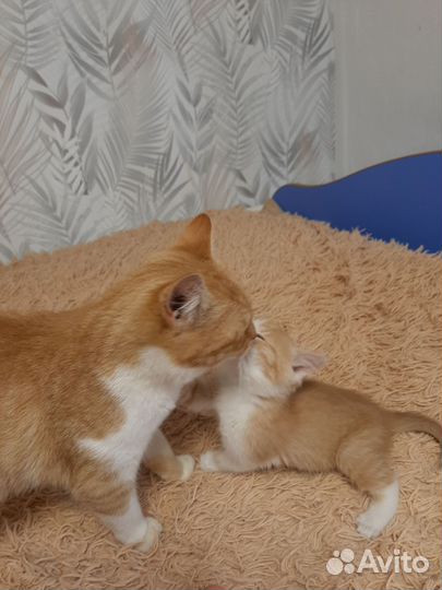Котенок мальчик рыжий