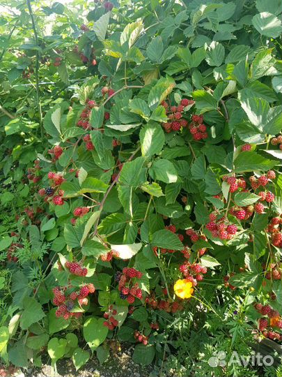 Кусты ежевики