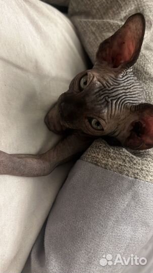 Канадский сфинкс