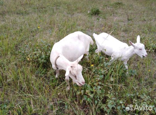 Зааненская коза 100