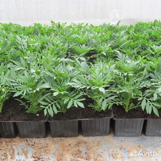 Рассада овощей и цветов